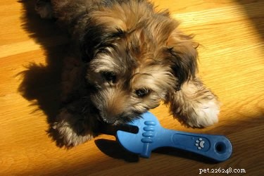 Prevent Dog Growling Over Toys: Proven Strategies to Eliminate Resource Guarding