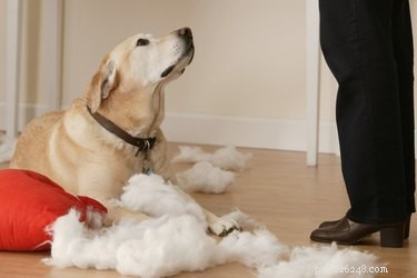 When to Correct Your Dog’s Bad Behavior: Expert Tips for Positive Training