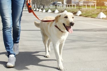 Why Walking Your Dog is Essential for Their Health and Happiness