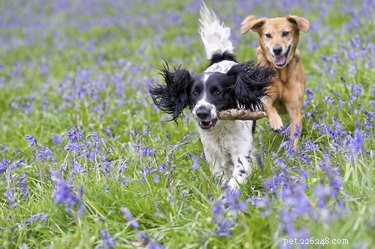 Safe Dog-Friendly Flowers for a Healthy, Pet-Friendly Garden