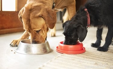 Prevent Food Aggression: Expert Strategies to Keep Dogs from Fighting at Mealtimes