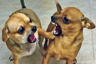 Prevent Food Aggression: Expert Strategies to Keep Dogs from Fighting at Mealtimes