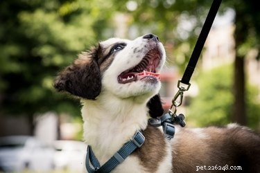 Calming Your Dog Before Air Travel: Expert Tips for a Stress‑Free Flight