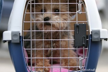 Calming Your Dog Before Air Travel: Expert Tips for a Stress‑Free Flight