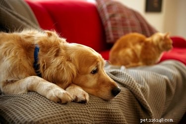 Top Pet‑Friendly Furniture Fabrics for a Clean, Durable Home