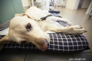 Understanding and Treating Canine Uterine Infections: Metritis & Pyometra