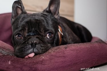 Eliminate Odor from Your Dog s Bed Using Vinegar – A Safe Cleaning Guide
