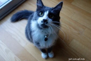 Why Your Cat Is Extra Needy: Uncovering the Roots of Their Attachment