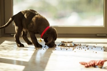 Why Is My Dog Dumping Food on the Floor? 5 Proven Fixes