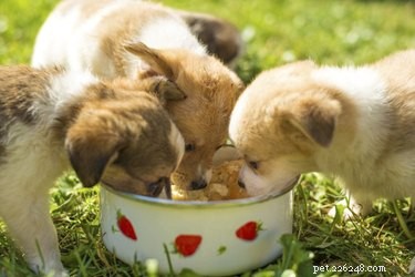 How to Transition Your Puppy to Solid Food: A Step-by-Step Guide