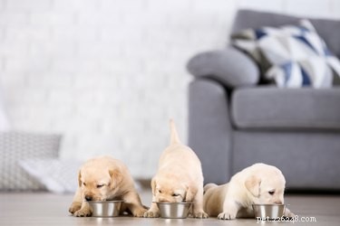How to Transition Your Puppy to Solid Food: A Step-by-Step Guide