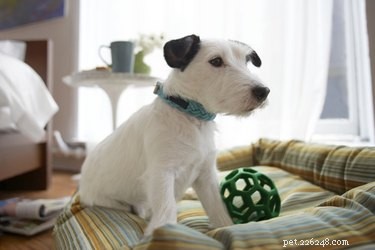 How to Keep Your Dog Entertained While You’re Away