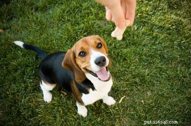 Build a Strong Bond: Proven Ways to Win Your Dog’s Heart