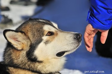 Build a Strong Bond: Proven Ways to Win Your Dog’s Heart