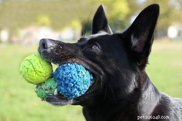 Build a Strong Bond: Proven Ways to Win Your Dog’s Heart