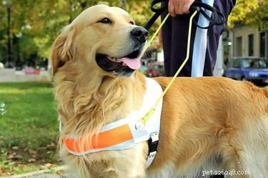 When Service Dogs Bark: Understanding Their Communication and Training