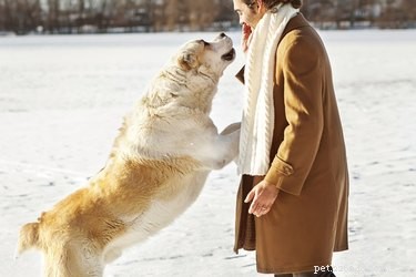 Effective Ways to Stop Large Dogs from Jumping on You