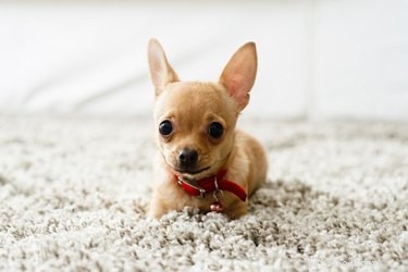Stop Your Dog from Ripping the Carpet: Proven Strategies to Protect Your Floors
