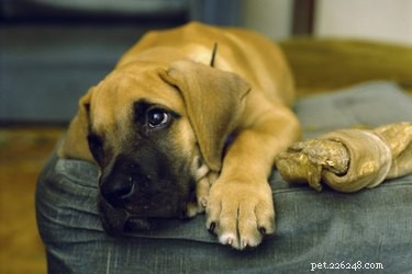 Effective Ways to End Puppy Whining and Promote Calm Solitude