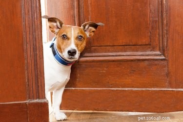 What Causes Your Dog to Bark at the Doorbell (and How to Handle It)