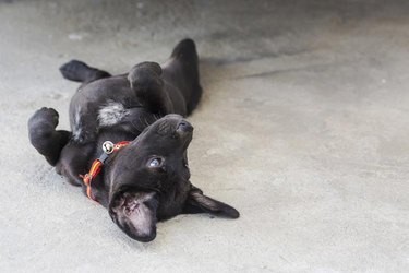 Calming Your Hyperactive Dog: Proven Strategies for a Relaxed Companion