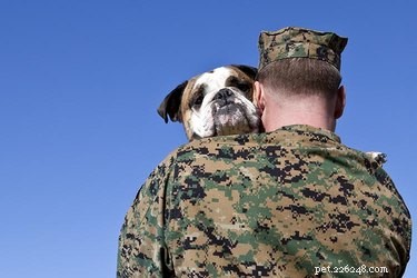 10 Legendary Heroic Dogs Who Saved Lives