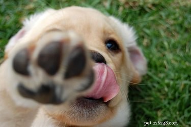 Decoding Dog Licks: What Your Furry Friend Is Trying to Tell You