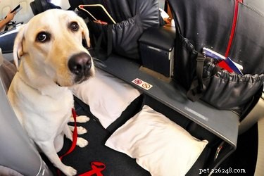 Do Dogs  Ears Pop During Altitude Changes? What You Need to Know