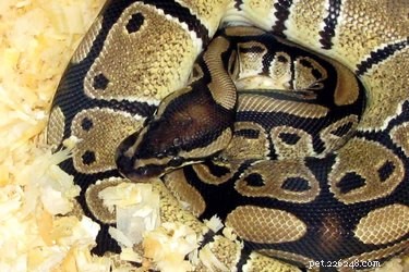 Why Do Snakes Yawn? The Science Behind Their Mysterious Mouth Openings