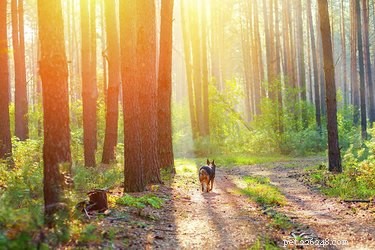 Honoring Our Pets: Celebrating World Pet Memorial Day (June 23)