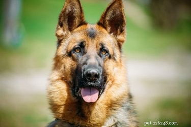 Understanding Low T4 Levels in Dogs: Causes, Symptoms, and Treatment