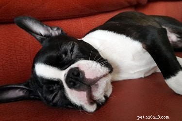 Puppy Gastric Ulcers: Causes, Symptoms, and Diagnosis