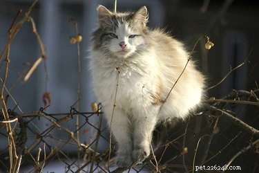 Do Cats Really Have Nine Lives? The Science Behind Their Survival Skills