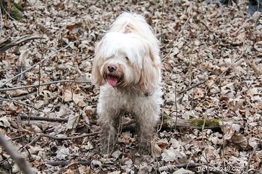 Safeguard Your Floors: Expert Tips to Keep Dog Paws Clean