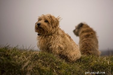 Norfolk Terrier vs. Wheaten Terrier: Which Small Terrier Suits Your Lifestyle?