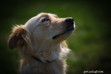 Safeguarding Your Dog Against Owl Predation: Essential Tips