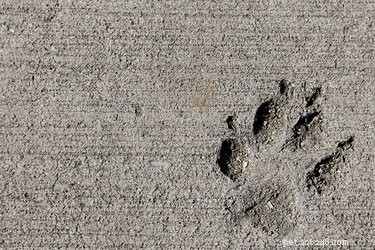 Preserve Your Pet’s Legacy: DIY Paw Print Crafts for Lasting Memories