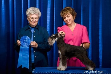 How to Win Best in Show: The Ultimate Dog Judging Criteria