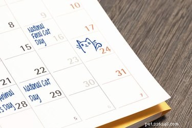 Unique & Bizarre Pet Observances: A Year‑Long Guide
