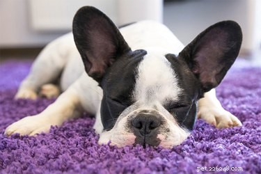 Understanding Why Dogs Whimper During Sleep