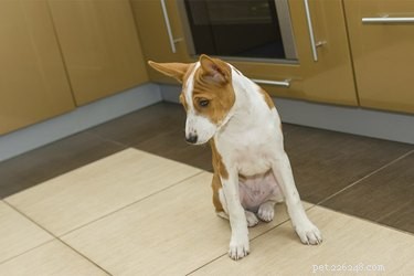 Should You Keep Your Puppy in One Area? Pros, Cons, and Expert Advice