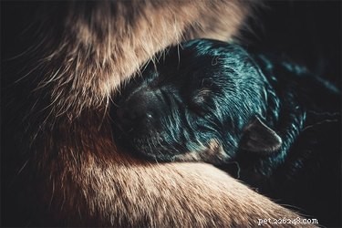 Understanding Why a Mother Dog Pushes Away a Newborn Puppy
