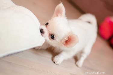 The Ultimate Guide to Selecting Safe, Engaging Toys for Small Dogs
