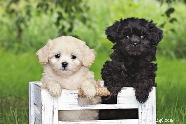 Pekepoo Physical Traits: Size, Weight, and Lapdog Appeal