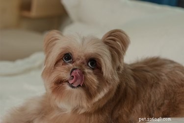 Understanding Why Dogs Lick Their Privates: Health Insights