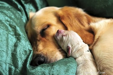 Maximum Safe Separation Time for Newborn Puppies