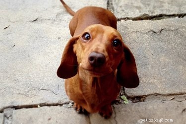 When Your Dog Should Avoid Stairs: A Guide to Safe Mobility