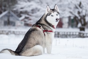 Understanding a Dog s Undercoat: Types, Care, and Grooming Tips