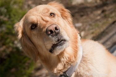Do Dogs Truly Grasp Object Permanence? Insights into Canine Cognition
