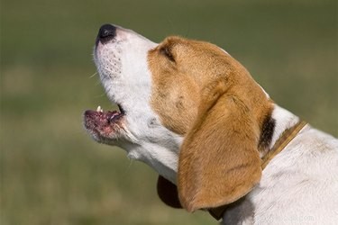 What Triggers a Dog to Bark: Understanding the Sounds That Spark Canine Alerts